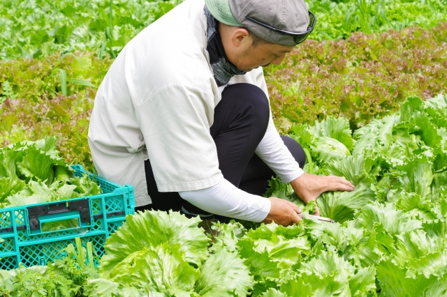 【未経験大歓迎！】野菜の収穫・箱詰めスタッフ